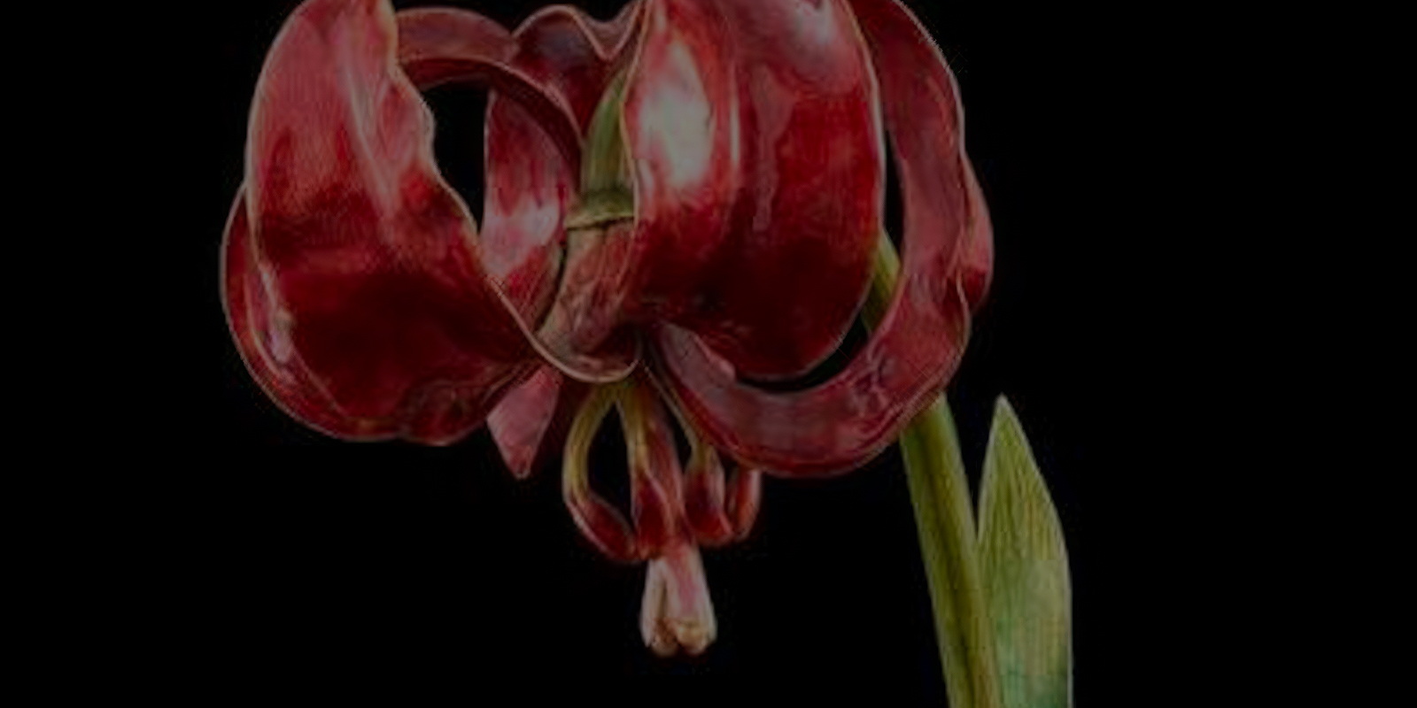 Fit for A Queen – but Not Good Enough for Bonhams !